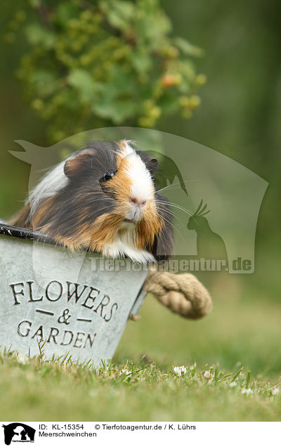 Meerschweinchen / guinea pig / KL-15354