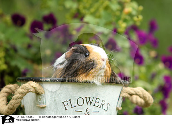 Meerschweinchen / guinea pig / KL-15359