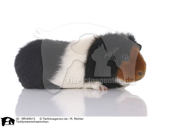 Teddymeerschweinchen / Teddy guinea pig / RR-69913