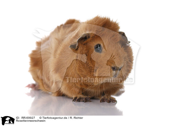 Rosettenmeerschwein / Abyssinian guinea pig / RR-69927