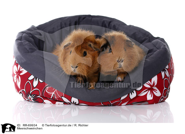 Meerschweinchen / guinea pigs / RR-69934