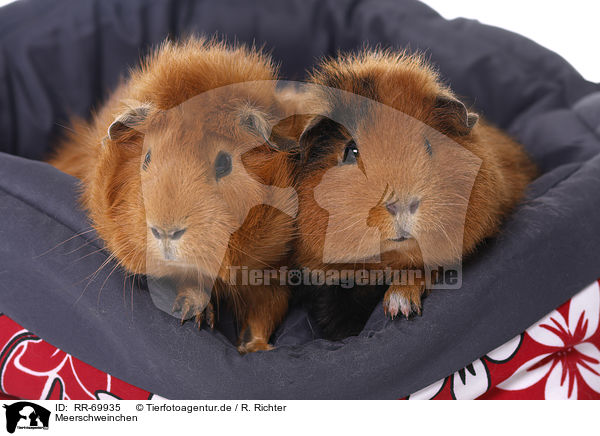 Meerschweinchen / guinea pigs / RR-69935