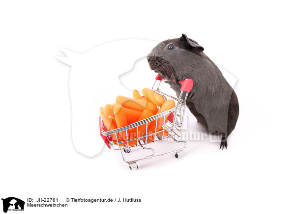 Meerschweinchen / guinea pig / JH-22781