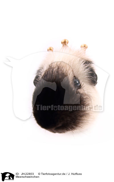 Meerschweinchen / guinea pig / JH-22803