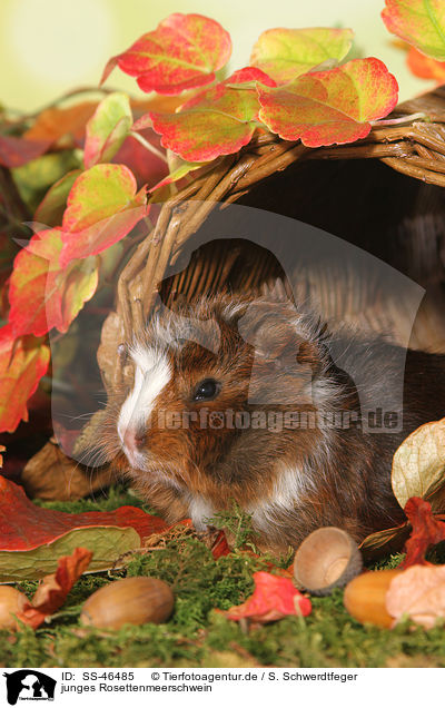 junges Rosettenmeerschwein / young Abyssinian guinea pig / SS-46485