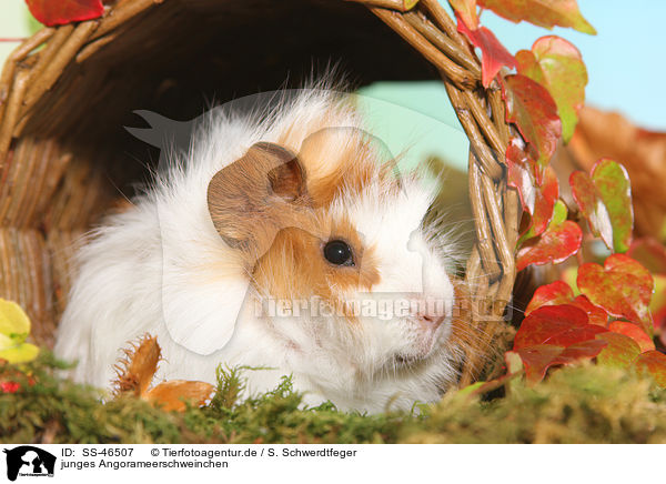 junges Angorameerschweinchen / young angora guinea pig / SS-46507