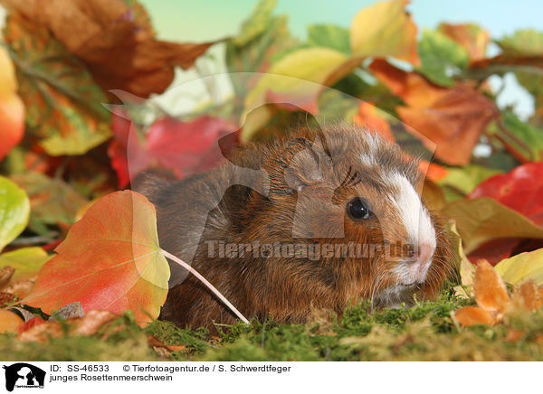 junges Rosettenmeerschwein / young Abyssinian guinea pig / SS-46533