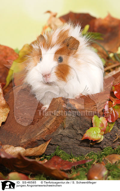 junges Angorameerschweinchen / young angora guinea pig / SS-46585