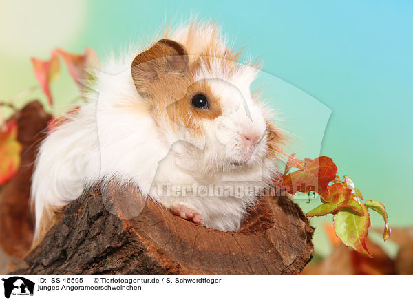 junges Angorameerschweinchen / young angora guinea pig / SS-46595