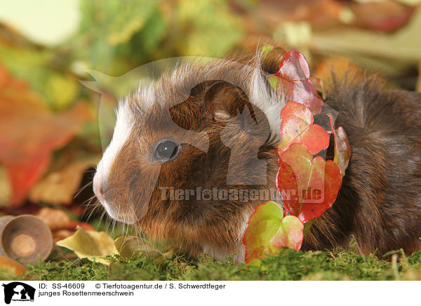 junges Rosettenmeerschwein / young Abyssinian guinea pig / SS-46609