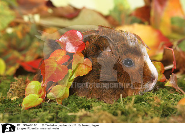 junges Rosettenmeerschwein / young Abyssinian guinea pig / SS-46610