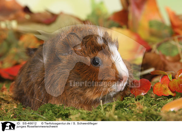 junges Rosettenmeerschwein / young Abyssinian guinea pig / SS-46612