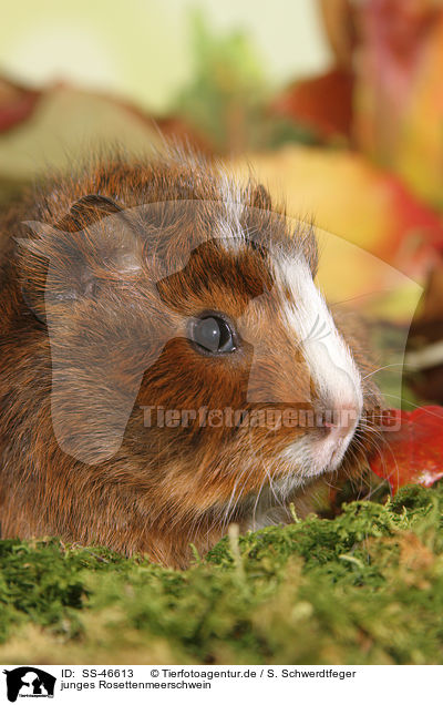 junges Rosettenmeerschwein / young Abyssinian guinea pig / SS-46613