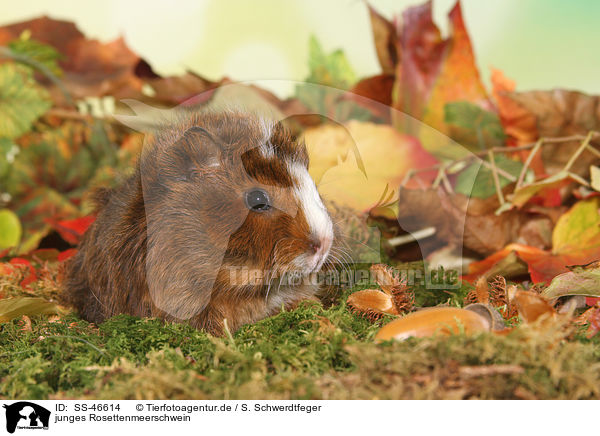 junges Rosettenmeerschwein / young Abyssinian guinea pig / SS-46614