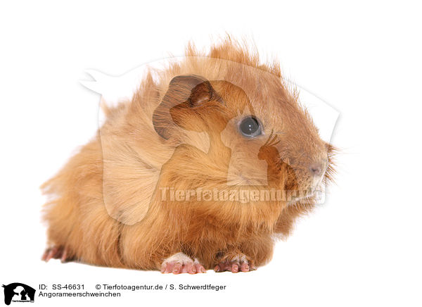 Angorameerschweinchen / guinea pig / SS-46631