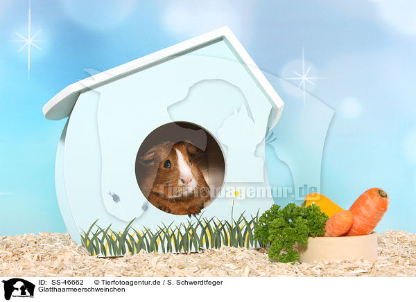 Glatthaarmeerschweinchen / Smooth-haired Guinea Pig / SS-46662