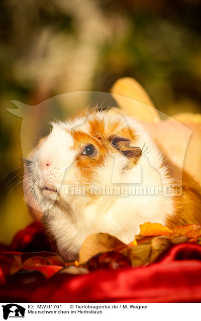 Meerschweinchen im Herbstlaub / guinea pig in autumn foliage / MW-01761