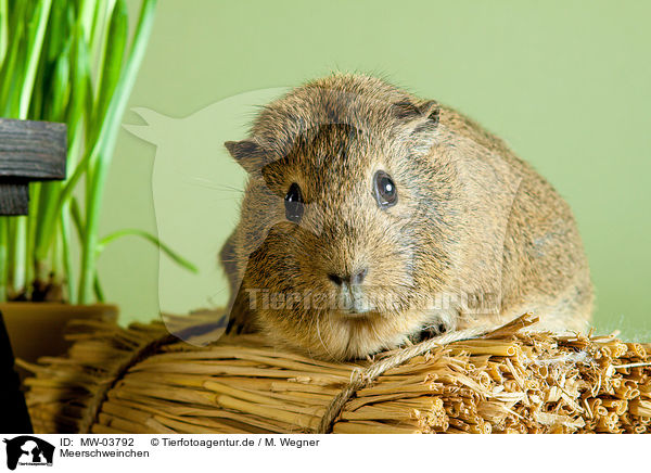 Meerschweinchen / guinea pig / MW-03792