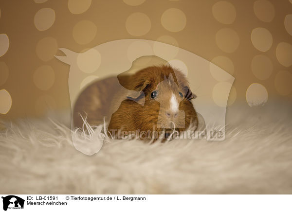 Meerschweinchen / Guinea Pig / LB-01591