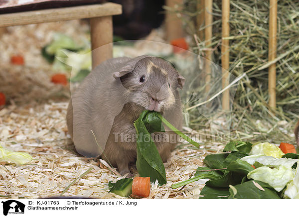 Glatthaarmeerschwein / Guinea Pig / KJ-01763