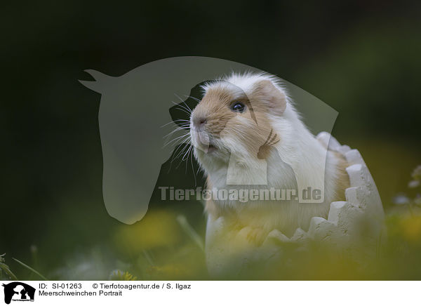 Meerschweinchen Portrait / Guinea Pig portrait / SI-01263