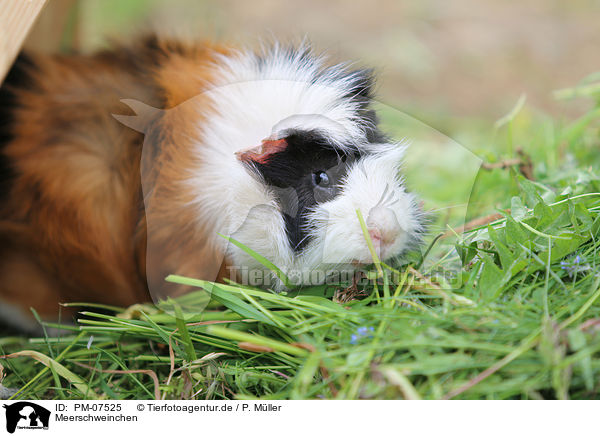 Meerschweinchen / guinea pig / PM-07525