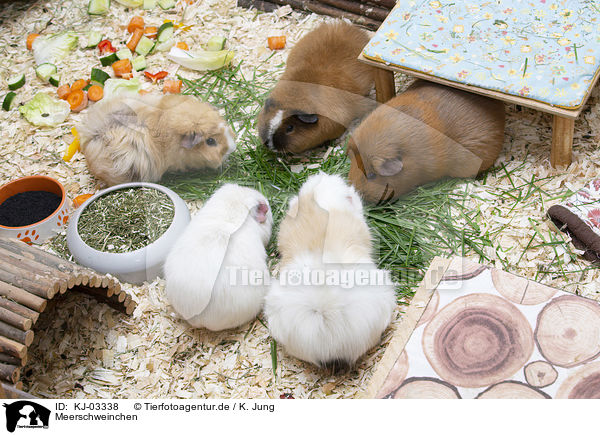 Meerschweinchen / guinea pigs / KJ-03338