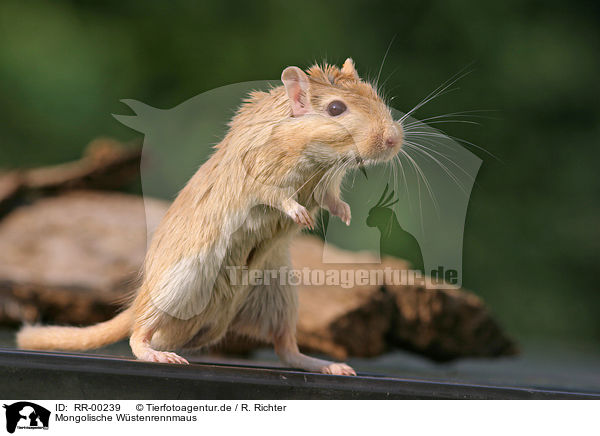 Mongolische Wstenrennmaus / Mongolian gerbil / RR-00239