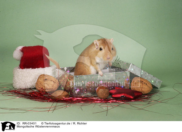 Mongolische Wstenrennmaus / Gerbil at Christmas / RR-03401