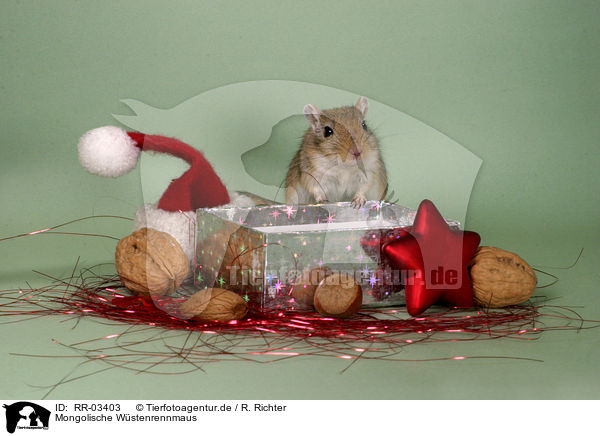 Mongolische Wstenrennmaus / Gerbil at Christmas / RR-03403