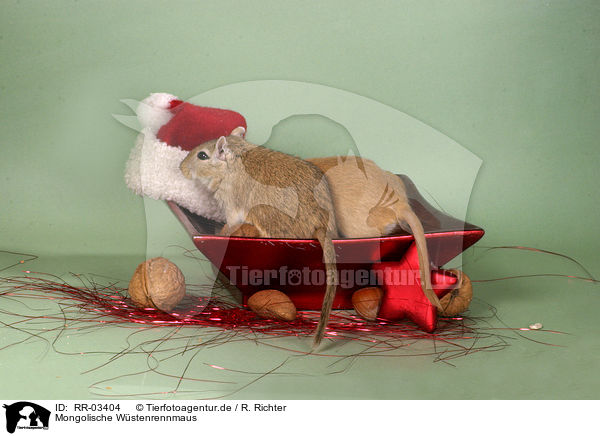 Mongolische Wstenrennmaus / Gerbil at Christmas / RR-03404