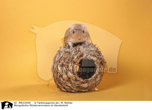 Mongolische Wstenrennmaus im Hamsterball / Mongolian gerbil / RR-03408