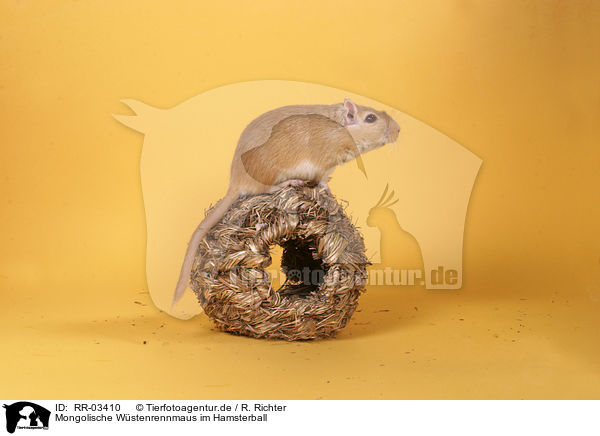 Mongolische Wstenrennmaus im Hamsterball / Mongolian gerbil / RR-03410