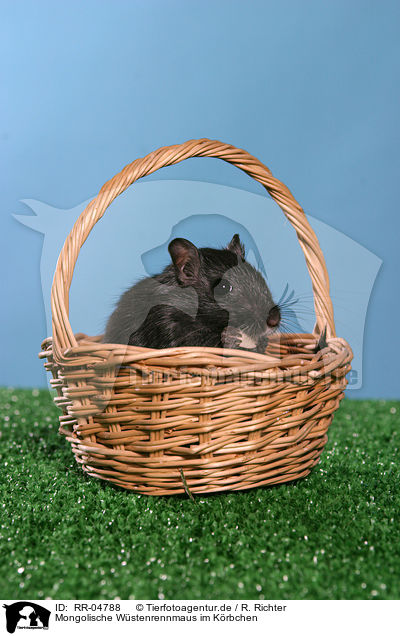 Mongolische Wstenrennmaus im Krbchen / Mongolian gerbil in the basket / RR-04788