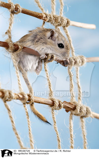 Mongolische Wstenrennmaus / mongolian gerbil / RR-68726