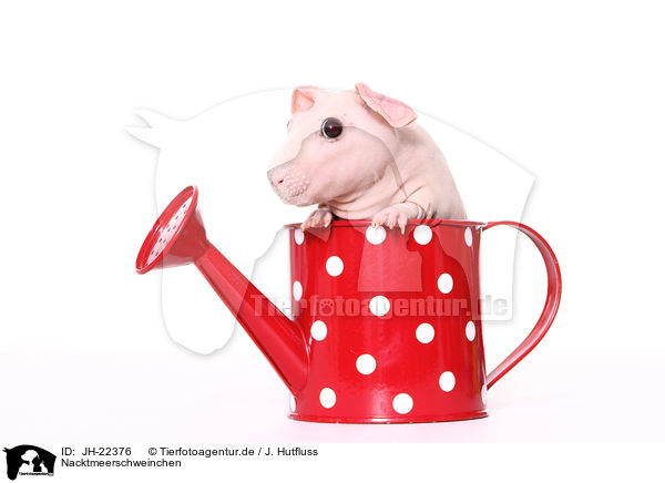 Nacktmeerschweinchen / skinny pig / JH-22376