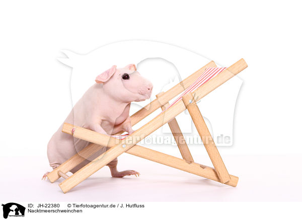Nacktmeerschweinchen / skinny pig / JH-22380