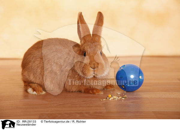 Neuseelnder / rabbit / RR-28133