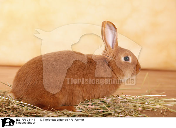 Neuseelnder / rabbit / RR-28147