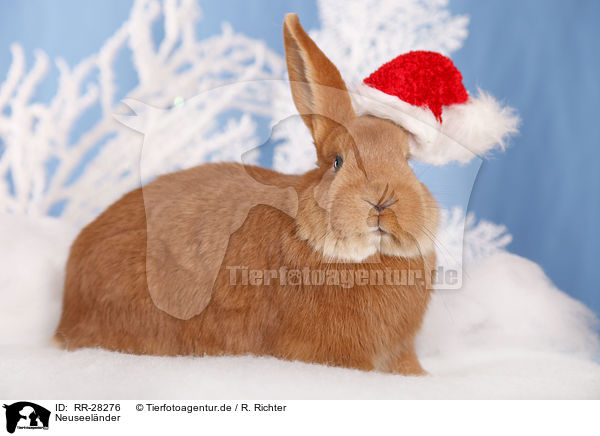 Neuseelnder / rabbit / RR-28276