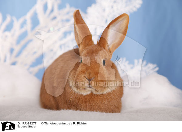 Neuseelnder / rabbit / RR-28277