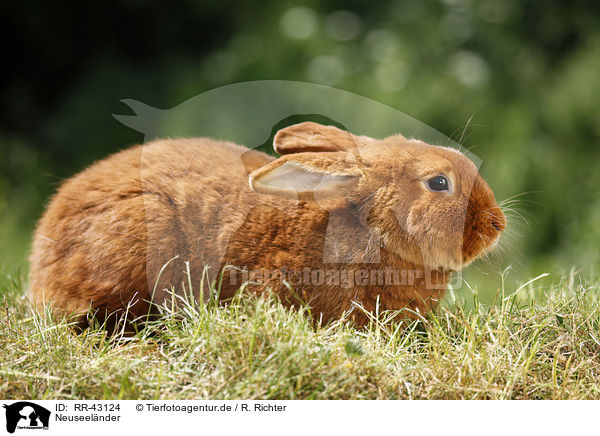 Neuseelnder / rabbit / RR-43124