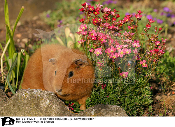 Rex Meerschwein in Blumen / guinea pig in flowers / SS-14295