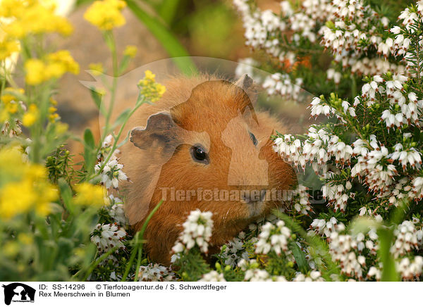 Rex Meerschwein in Blumen / guinea pig in flowers / SS-14296