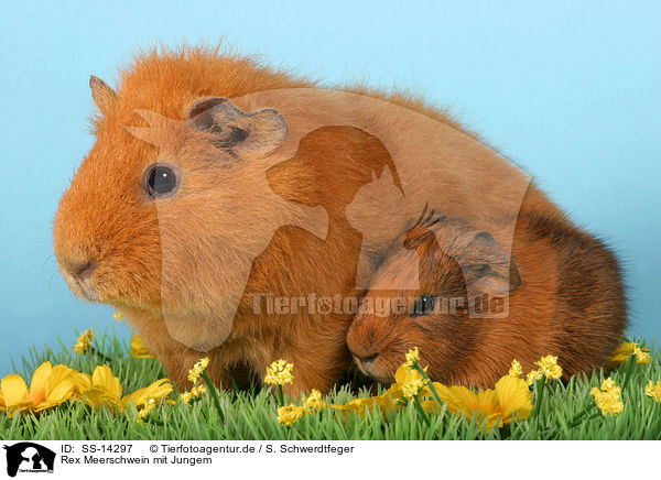 Rex Meerschwein mit Jungem / guinea pig with baby / SS-14297