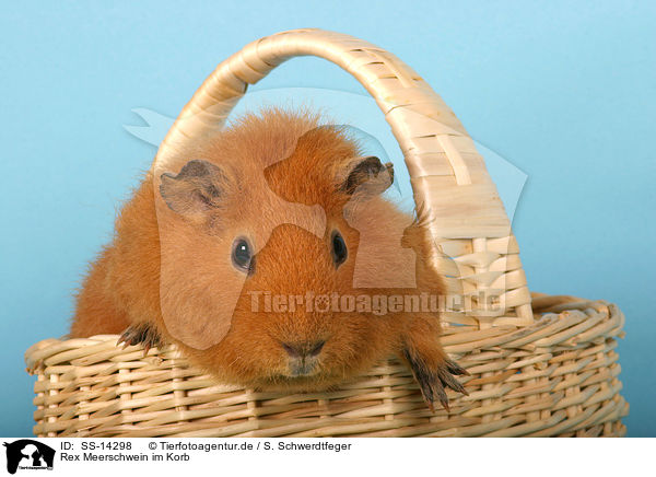 Rex Meerschwein im Korb / guinea pig in basket / SS-14298