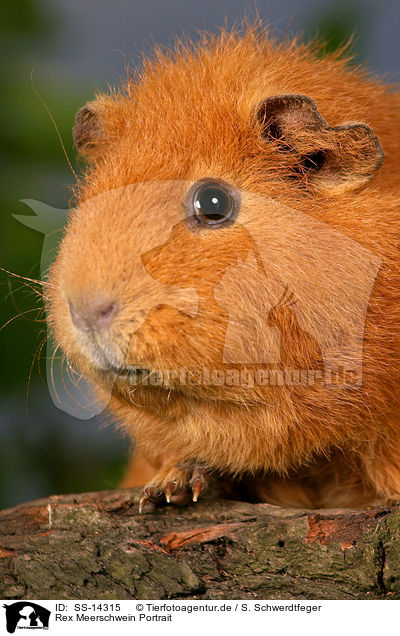 Rex Meerschwein Portrait / guinea pig Portrait / SS-14315