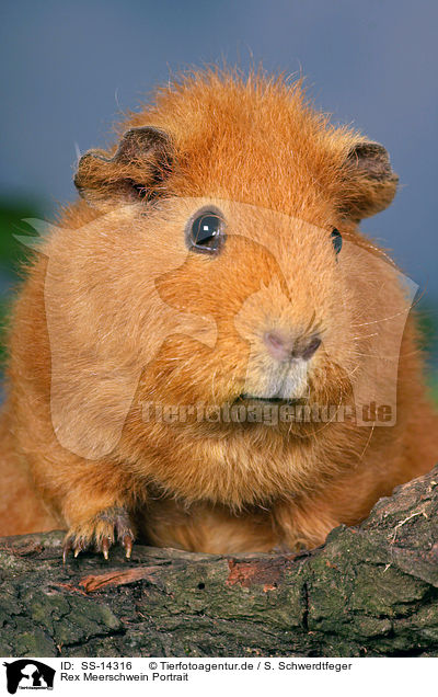 Rex Meerschwein Portrait / guinea pig Portrait / SS-14316