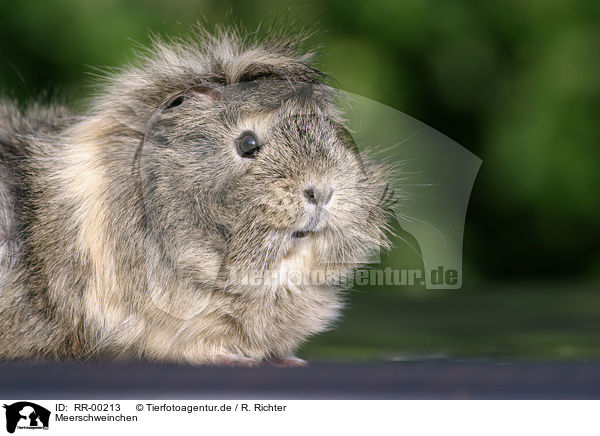 Meerschweinchen / guinea pig / RR-00213