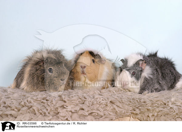 Rosettenmeerschweinchen / guinea pigs / RR-03586